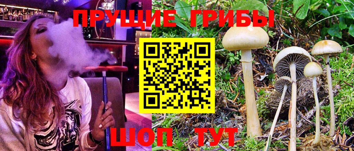 Полевской  Псилоцибиновые грибы Psilocybine cubensis  Вход с VPN 